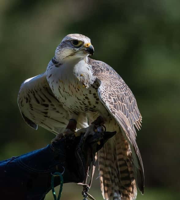 From Windermere: Mountain Passes & Muncaster Castle - The flying display is a major reason to stay
