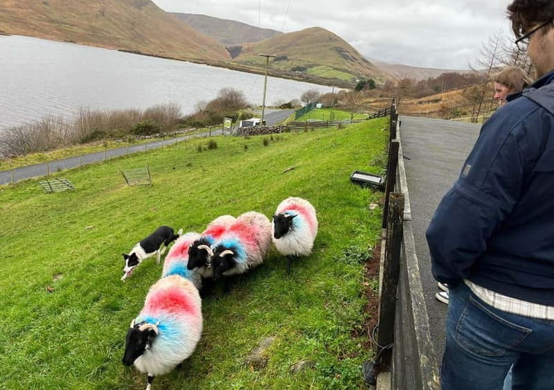 Galway: Connemara, Sheepdog Show and Medieval Castle Tour - Key points at a glance