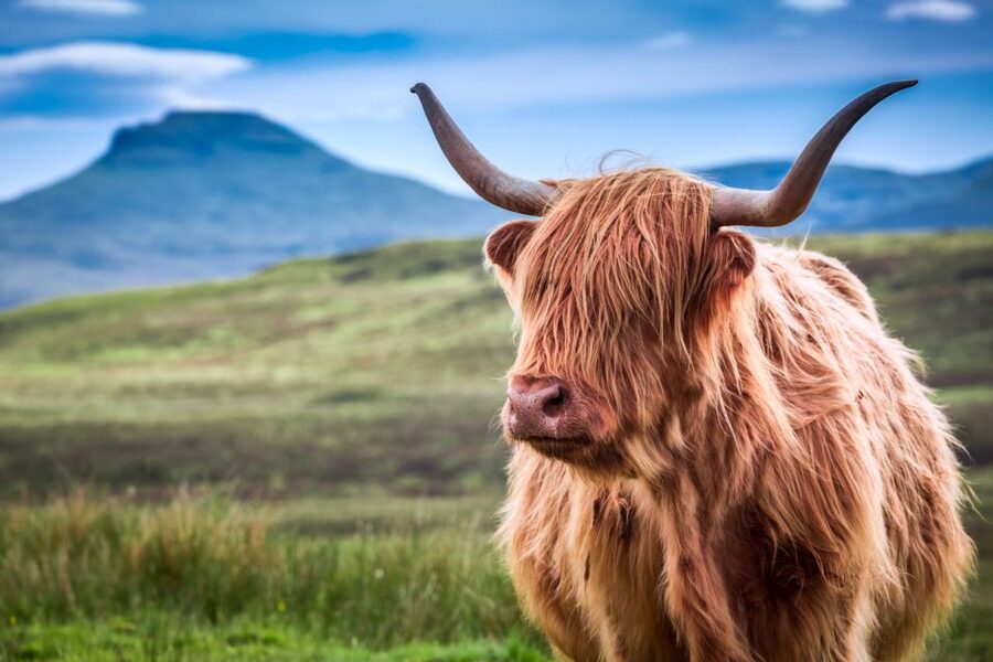 Inverness: Isle of Skye and Eilean Donan Castle Day Trip - Old Man of Storr is a photo stop, not a hike