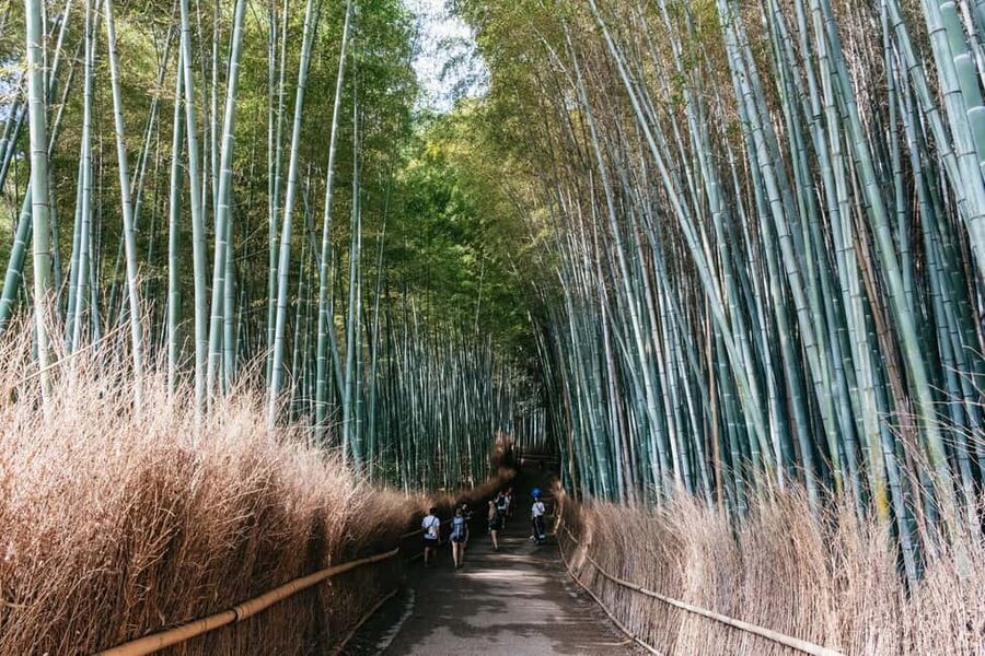 Kyoto: Nijo Castle, Kiyomizu & Fushimi Inari Guided Tour - Fushimi Inari and the red torii gates