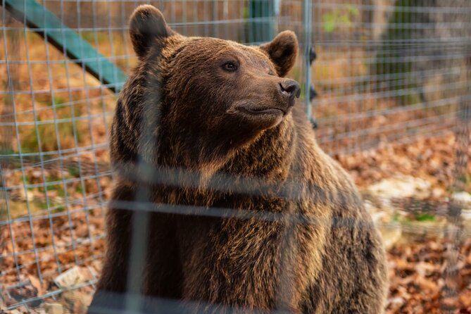 Legends&Wildlife Awaits: Dracula's Castle & Bear Sanctuary - Who will enjoy this experience most?
