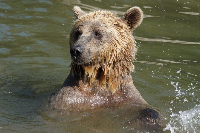 Libearty Bear Sanctuary and Dracula's Castle - Day Tour from Bucharest - Why this Bucharest day trip works