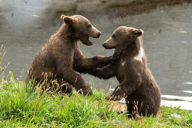 Libearty Bear Sanctuary and Dracula's Castle - Day Tour from Bucharest - Meeting the rescued bears at Libearty