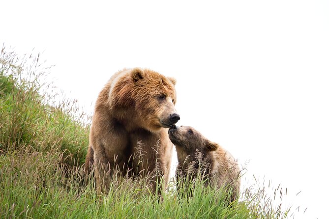 Libearty Bear Sanctuary and Dracula's Castle - Day Tour from Bucharest - The road from Bucharest to Zarnesti