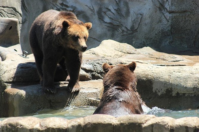 LiBEARty Brown Bear Sanctuary and the most important castles from Romania - LiBEARty Sanctuary: a better look at rescued bears