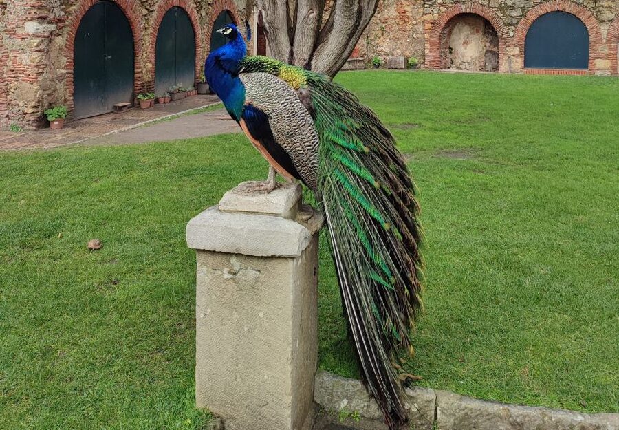 Lisbon: Saint George's Castle Entry Ticket and Guided Visit - Entering a 1,500-year story