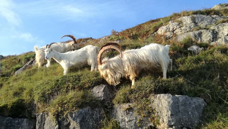 Llandudno: Snowdonia Bodnant Gardens & Castles Private Tour - Bodnant Garden: the day’s best pause