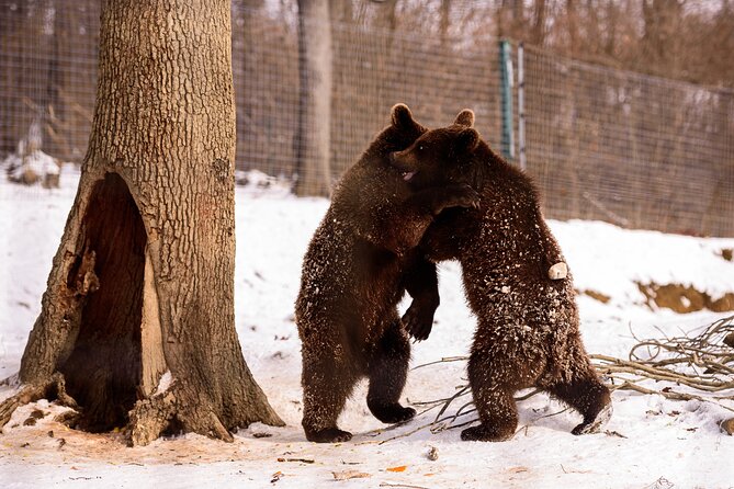Meet the Bears & Visit Dracula Castle Day Tour from Bucharest - Weather, cancellation, and practical timing