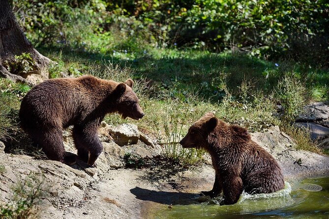Meet the Free Bears and visit Dracula's Castle in a Day Trip from Bucharest - Why This Bucharest Day Trip Works