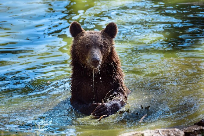 Meet the Free Bears and visit Dracula's Castle in a Day Trip from Bucharest - What the $219.80 Price Really Covers