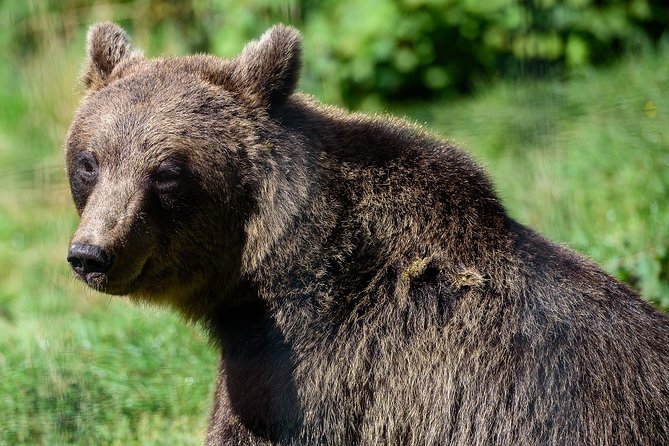 Meet the Free Bears and visit Dracula's Castle in a Day Trip from Bucharest - Who Will Enjoy This Experience Most