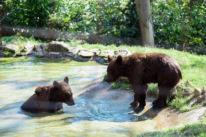 Meet the Free Bears and visit Dracula's Castle in a Day Trip from Bucharest - Booking Tips for a Smoother Day