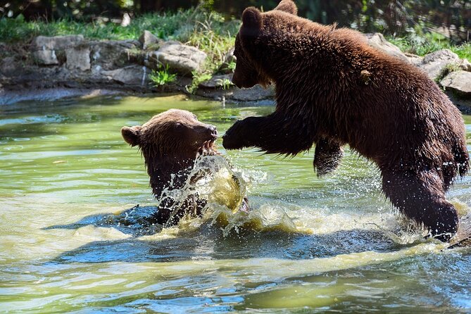 Meet the Free Bears and visit Dracula's Castle in a Day Trip from Bucharest - Should You Book This Transylvania Day Trip?