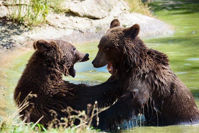 Meet the Free Bears and visit Dracula's Castle in a Day Trip from Bucharest - Libearty Bear Sanctuary: The Day’s Most Meaningful Stop