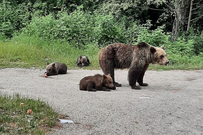 Meet Wild Brown Bears on the Roads to Real Dracula's Fortress - Why this Bucharest day trip is different