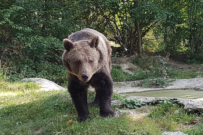 Meet Wild Brown Bears on the Roads to Real Dracula's Fortress - The private vehicle changes the rhythm of the day