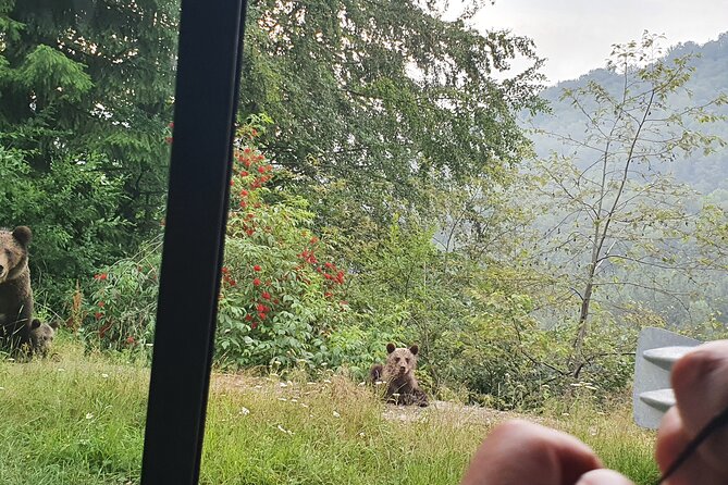Meet Wild Brown Bears on the Roads to Real Dracula's Fortress - What the price means for different types of visitors