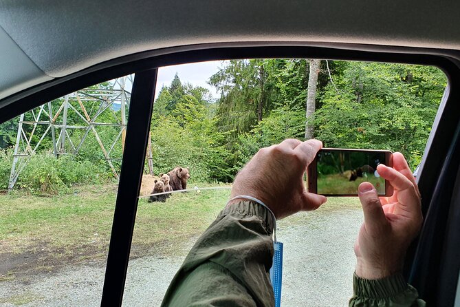 Meet Wild Brown Bears on the Roads to Real Dracula's Fortress - Who will enjoy this tour most