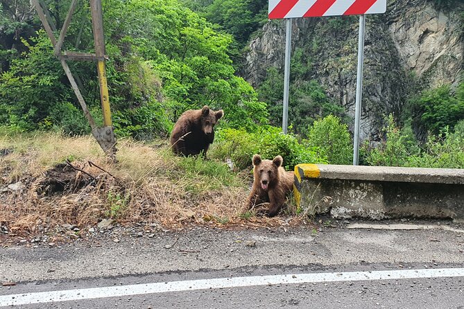 Meet Wild Brown Bears on the Roads to Real Dracula's Fortress - Poienari Fortress puts the Dracula story on foot