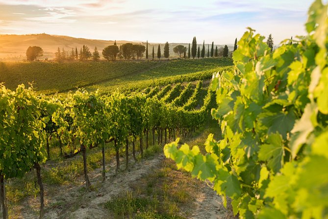 Montalcino: Brunello Wine Tasting & Lunch in a Tuscan Castle - How much value do you get for $69?