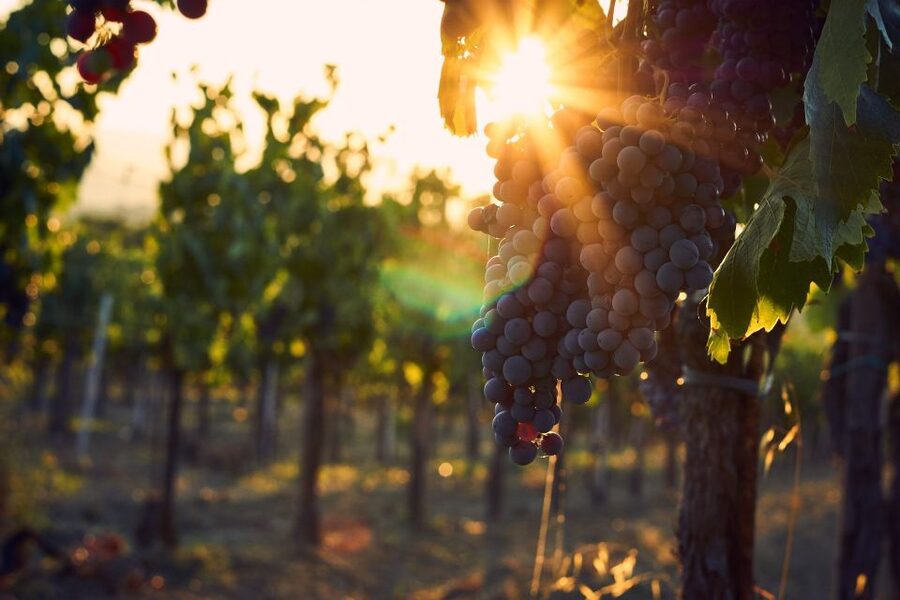Montalcino: Brunello Wine Tasting & Lunch in a Tuscan Castle - Who will enjoy this Montalcino wine tour?