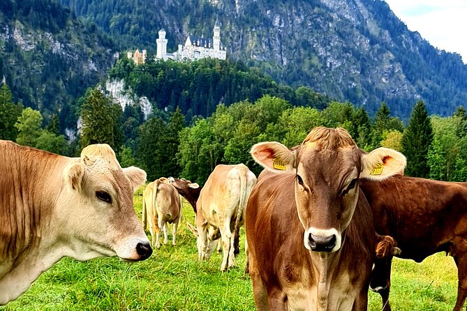 Neuschwanstein Castle, Ettal Abbey and Oberammergau Private Tour from Munich - Is the $596.63 Price Worth It?