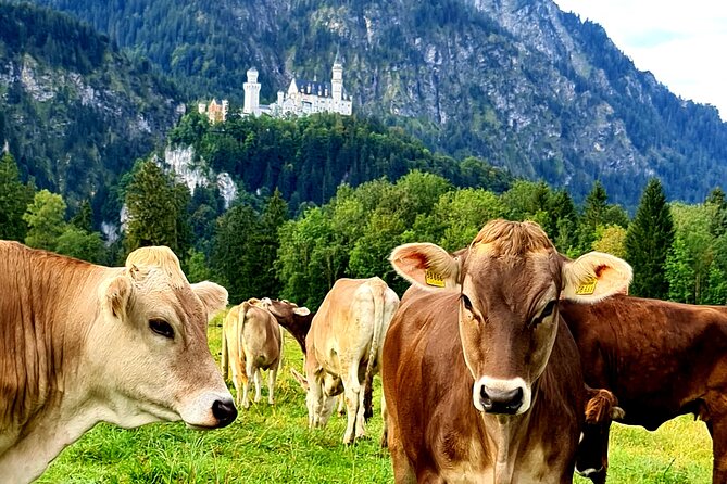 Neuschwanstein Castle Tour with Skip the Line from Hohenschwangau - Lake Alpsee and your free time afterward