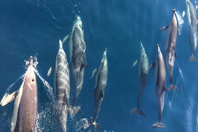 Newcastle: Port Stephens day tour. Dolphins, hike, swim. - A 1.5-hour cruise in search of dolphins