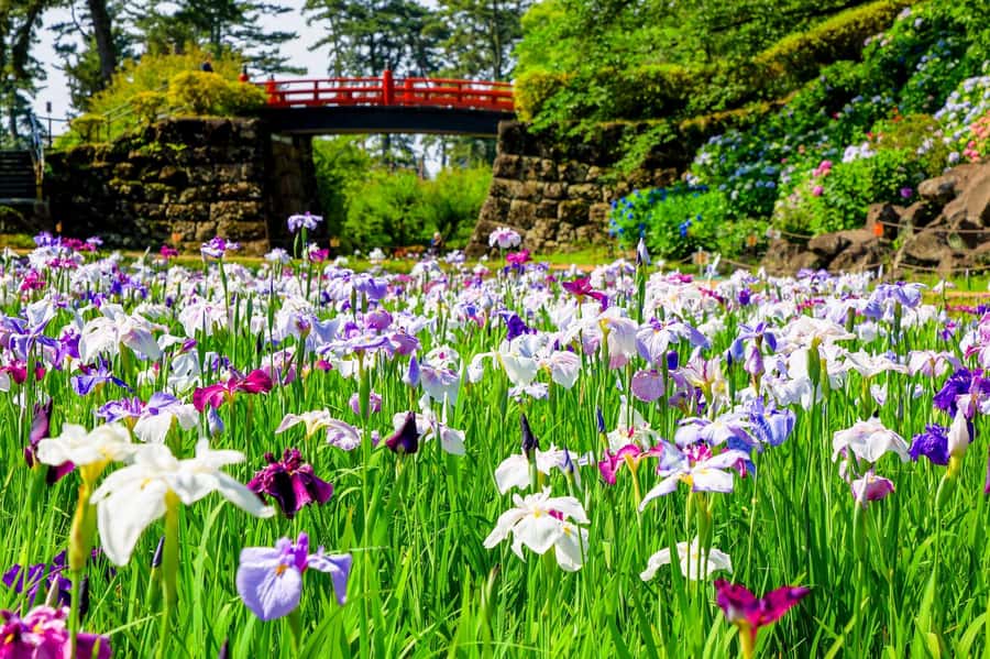 Odawara: Guided Ninja & Samurai Tour of Odawara Castle - Why Odawara makes a good castle day trip