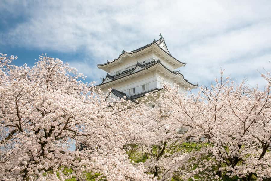 Odawara: Guided Ninja & Samurai Tour of Odawara Castle - Walking through Odawara Castle Park