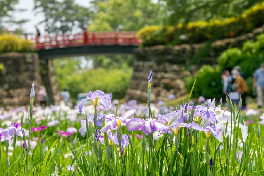 Odawara: Odawara Castle and Town Guided Discovery Tour - Who will enjoy this walk most