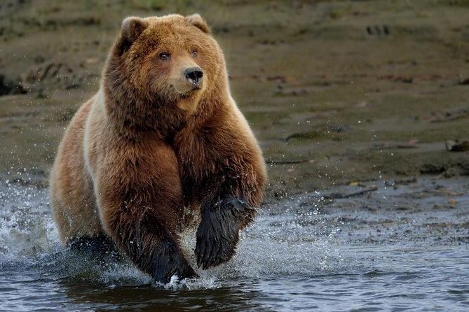 One day trip Bear Sanctuary Dracula Castel and Rasnov Fortress from Brasov - Libearty Bear Sanctuary in Zarnesti