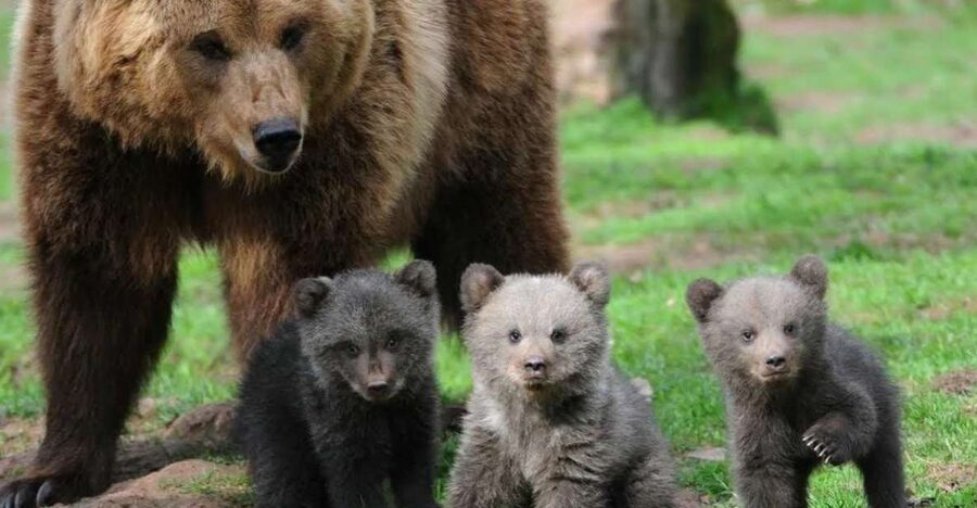 One day trip Bear Sanctuary, Dracula Castle - Key points to know before you book