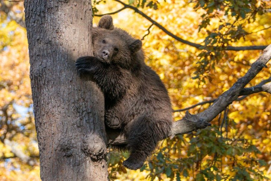 One day trip Bear Sanctuary, Dracula Castle - Why this day trip works so well