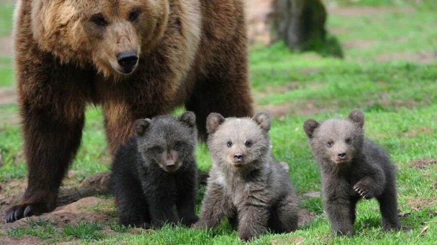One day trip Bear Sanctuary, Dracula Castle - Bran Castle, Dracula’s famous address