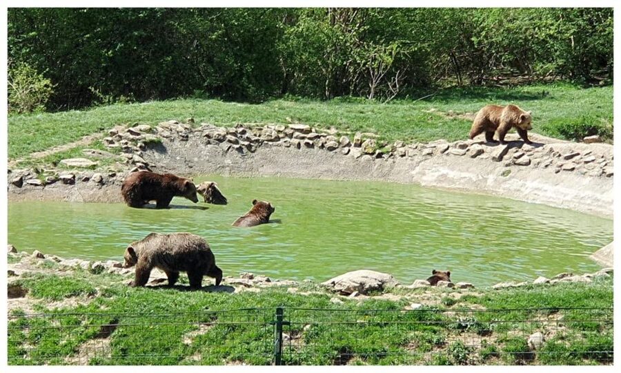 One day trip Bear Sanctuary, Dracula Castle - Timing, pickup, and the shape of the day