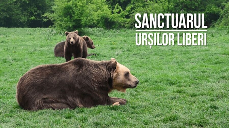 One day trip Bear Sanctuary, Dracula Castle - Important booking details to check