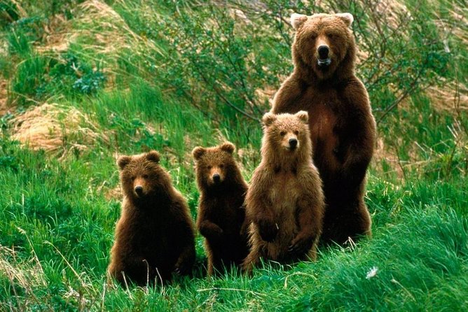 One day trip Bear Sanctuary, Dracula Castle, Rasnov Fortress from Brasov - What this Brasov day trip is really like