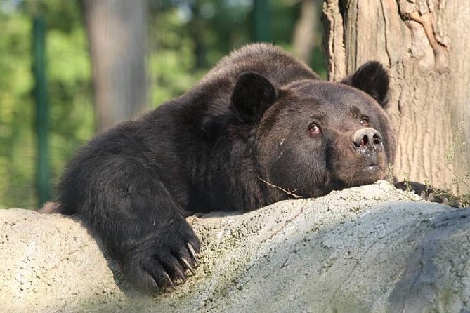 One day trip Bear Sanctuary, Dracula Castle, Rasnov Fortress from Brasov - Guides, vehicles, and the level of help you receive