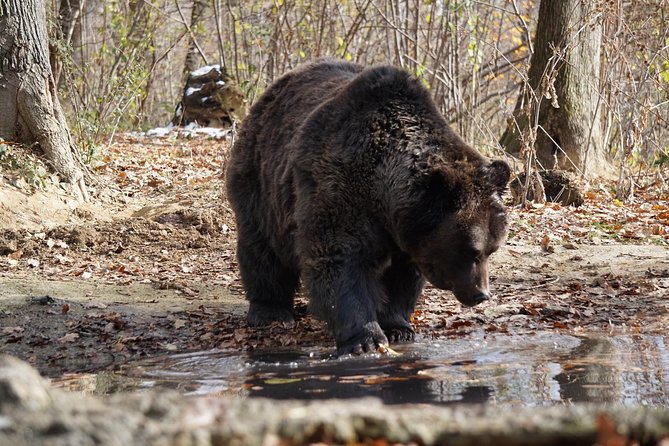 One day trip Bear Sanctuary, Dracula Castle, Rasnov Fortress from Brasov - Price, extra fees, and overall value