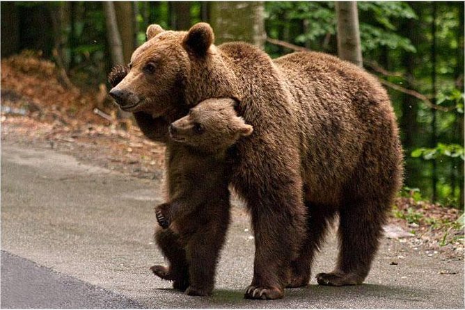 One day trip Bear Sanctuary, Dracula Castle, Rasnov Fortress from Brasov - Libearty Bear Sanctuary: the morning’s strongest stop