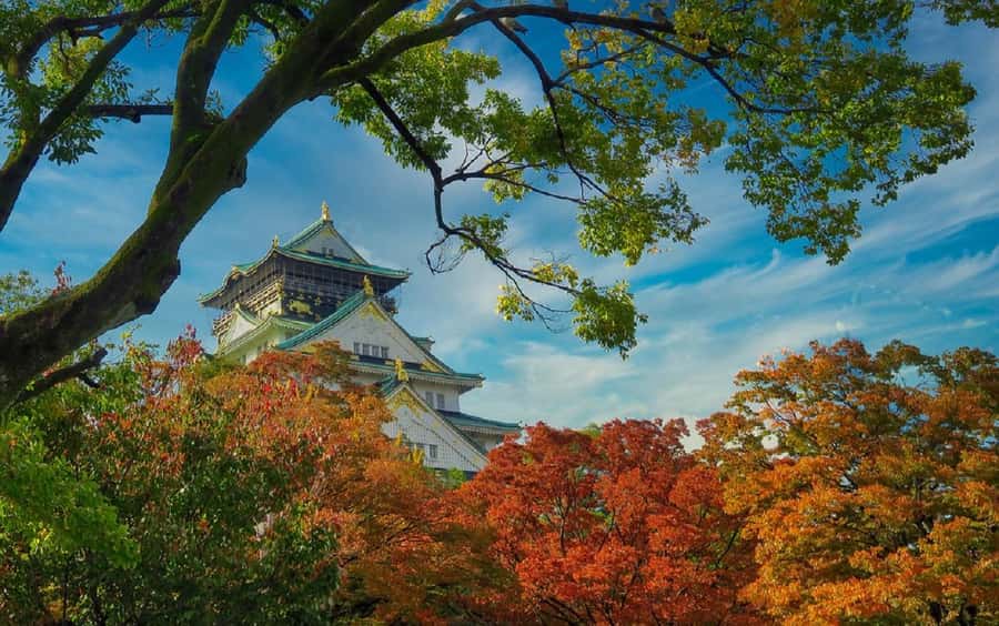 Osaka: Osaka Castle 3 hours Historical Walking Tour - Nishinomaru Garden and the best castle views