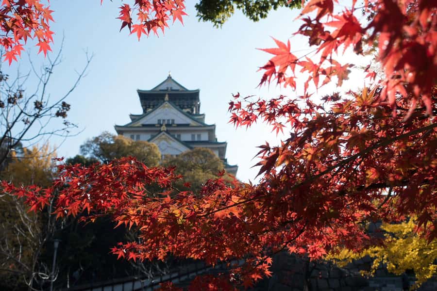 Osaka: Osaka Castle 3 hours Historical Walking Tour - What the guide adds to the experience