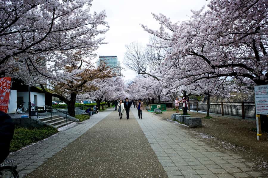 Osaka: Osaka Castle 3 hours Historical Walking Tour - Who should book this Osaka Castle walk