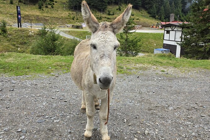 Private Day Tour from Bucharest: Dracula Fortress &Transfagarasan - What the Price Includes and What It Does Not