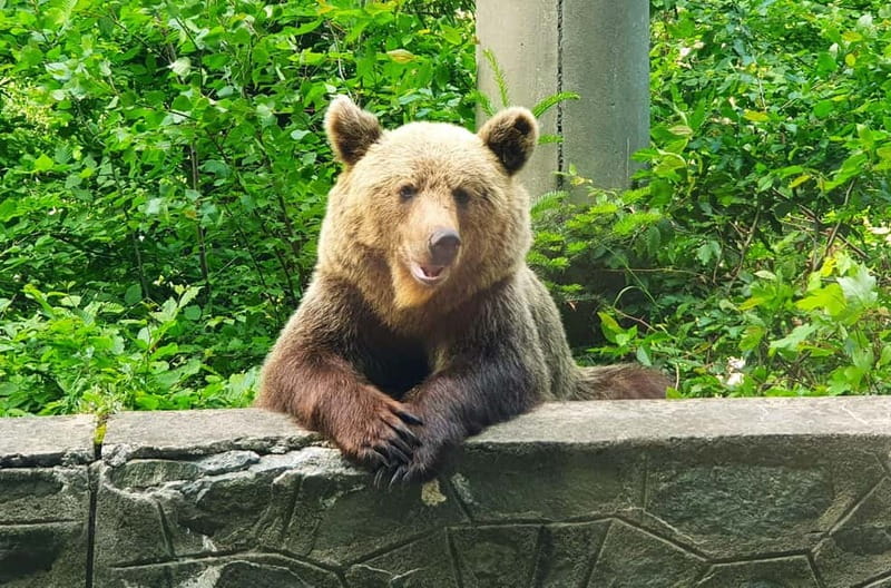 Private Guided Tour Dracula's Castle & Bear Sanctuary - Starting Early from Bucharest