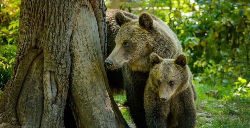 Private Guided Tour Dracula's Castle & Bear Sanctuary - Walking with Rescued Bears in Zarnesti