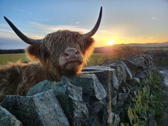 Private Tour of Highlands, Lochs & Castles from Stirling - Kilmahog and the Highland cows