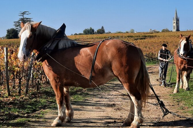 Private Wine Lovers - Super St Emilion - behind the scenes visits top chateaux and medieval town - Who will enjoy this day most