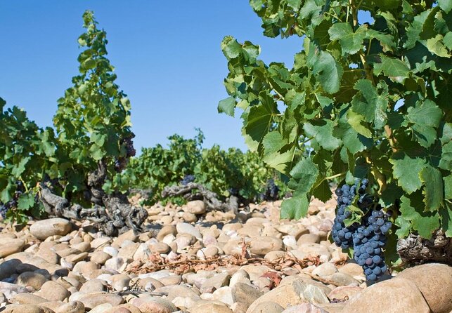 Provence Small Group Wine Full Day Tour in Chateauneuf du Pape vineyard from Aix - Key points at a glance